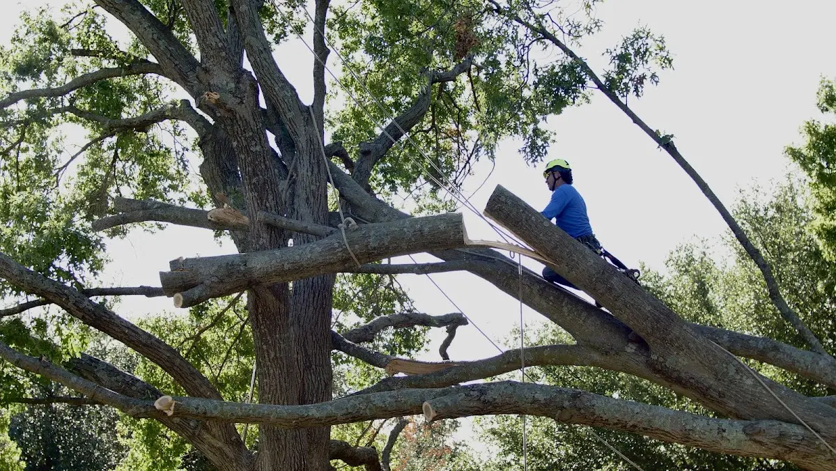 Professional Crown Thinning performed by certified arborists in Valmeyer